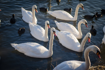 swans and duck on water surface