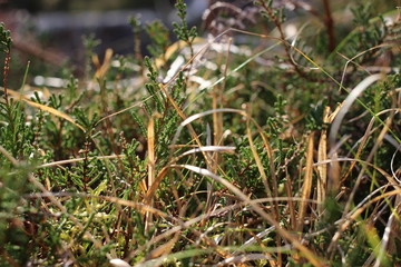 mixed grasses growing in Snowdonia