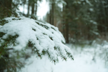 Closeup view of fir tree covered with snow outdoors on winter day. Space for text
