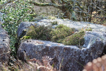 Rock in Snowdonia with moss