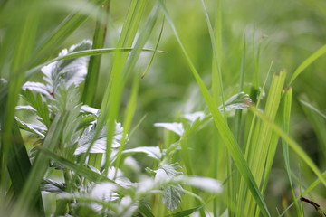 Nettles within grass