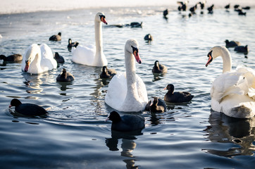 group of swans and duck on water surface © katarinagondova