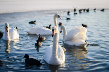 group of swans and duck on water surface © katarinagondova