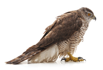 One brown falcon.