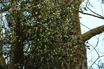 Mistel auf einem Baum