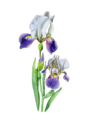  Iris flower growing out of the ground, botanical watercolor illustration. Hand drawn purple iris plant painted with watercolors on  background.