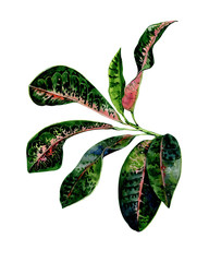 Watercolor illustration of croton exotic plant, tropical leaves of codiaeum variegatim, dense jungle. Banner with tropical summertime art of green leaf with pink spots. Evergreen houseplant  drawing.