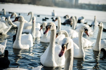 birds on water in winter time © katarinagondova