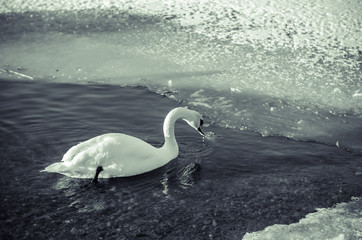 one lonely swan on water