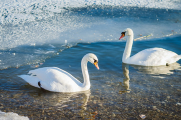 two swans on water