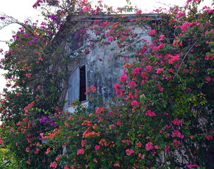 Fototapeta na wymiar An old stone barn wall with half open window and slatted vent overgrown with tropical vines of pink, purple, and coral bougainvillea flowers and green leaves against a white sky.