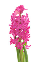 Pink beautiful hyacinth.