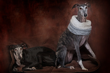 two galgos