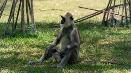 Monkey Nilgiri Langur Sitting On The Grass