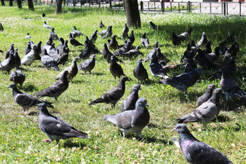 flock of geese