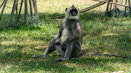 Nilgiri Langur Monkey Sitting On The Grass