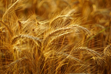 golden Wheat closeup