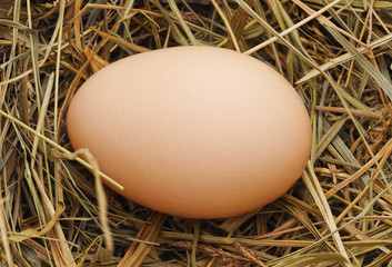 Egg in a nest.