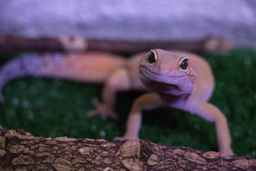 Gecko