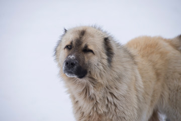 Close-up of a big white fluffy dog in the winter on snow. Homeless street dog.