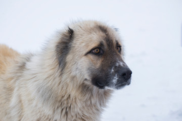Close-up of a big white fluffy dog in the winter on snow. Homeless street dog.