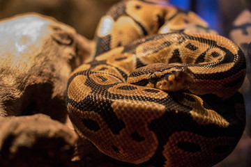 Cobra