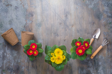 Primrose Primula Vulgaris, yellow and red garden flowers, potted, tools, spring gardening postcard concept