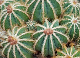 Naklejka na ściany i meble Kaktus, Eriocactus magnificus