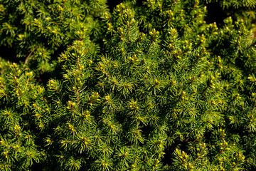 Thuja Evergreen Pine Tree Branch Close. Coniferous Green Wood Background. Outdoor Botanical Garden Detail Decorative Leaf.coniferous plants for garden, Juniper, arborvitae, cypress, spruce