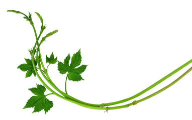 Beautiful shoots of young hops with leaves. Close-up. Isolated without a shadow. Flat-lay .