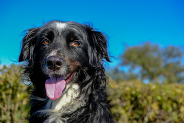 Border Collie Portrait vor blauen und grünen Hintergrund