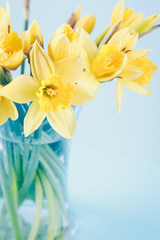 Naklejka premium Jar with narcissuses at the blue background. Spring, mothers day and Easter concept