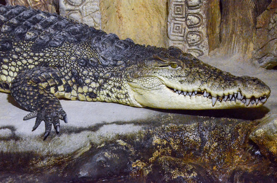crocodile in the zoo, close-up photo