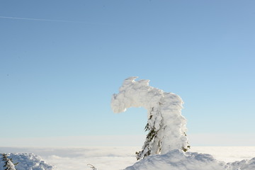 Bergdrache. Verschneiter Baum auf einem Berggipfel bei Sonnenschein in Form eines Drachens