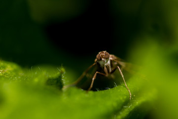 Insekten