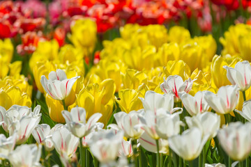 Multicolored tulips bloom