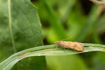 Insekten