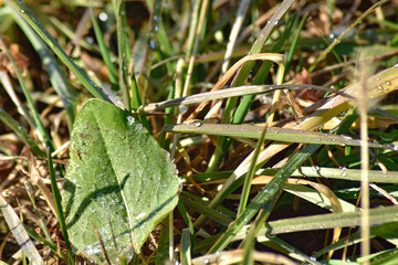 Leaf and water