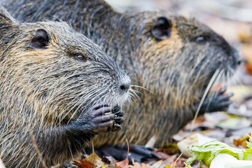 Coypu (Myocastor coypus) in the nature reserve Moenchbruch near Frankfurt, Germany.