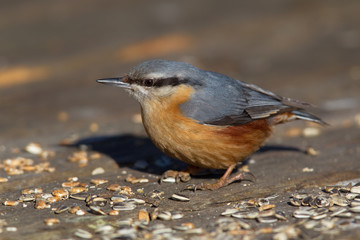 Eurasian Nuthatch (Sitta europaea) in the nature protection area Moenchbruch near Frankfurt, Germany.