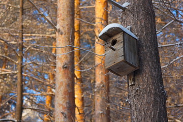 House for the birds on the trunks of the pines