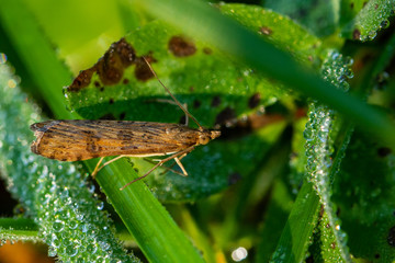 Insekten
