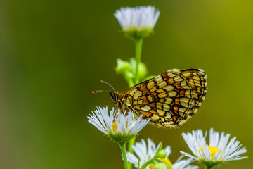 Insekten
