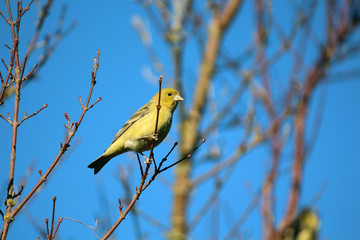 Golden Finch on Branch in Winter Against Blue Sky