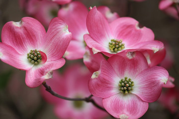 Fototapeta na wymiar Pink Macro Dogwood Tree Blooming in Spring