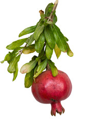Ripe red pomegranate hanging on a branch on white background isolated