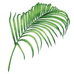 Fototapeta premium Watercolor painting coconut,palm leaf,green leaves isolated on white background.Watercolor hand painted illustration tropical exotic leaf for wallpaper vintage Hawaii style pattern.With clipping path.