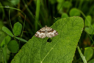 Insekten