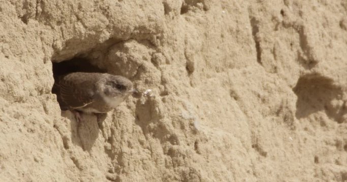 shore swallow nest - german river