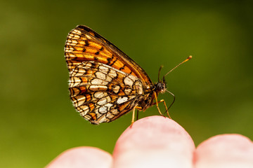 Fototapeta premium Insekten